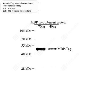 Антитела первичные, моноклональные мыши к MBP Tag, 100 мкл