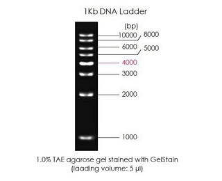 Маркеры молекулярной массы ДНК, 1000-10000 п.о., 1Kb DNA Ladder, готовые к использ., 500 мкл