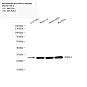 Антитела первичные, моноклональные, PGP9.5, 100 мкл