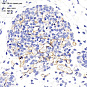 Антитела первичные, поликлональные, CD105, 100 мкл