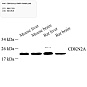 Антитела первичные, поликлональные, CDKN2A/p19ARF, 100 мкл