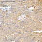 Антитела первичные, поликлональные, Pancreatic Lipase/PTL, 100 мкл