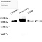 Антитела первичные, поликлональные, CD109, 100 мкл