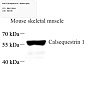 Антитела первичные, поликлональные, Calsequestrin 1, 100 мкл