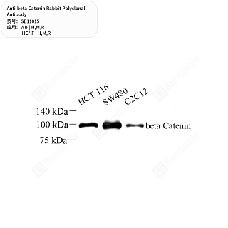 Антитела первичные, поликлональные кролика к beta Catenin крысы, мыши, человека, 50 мкл