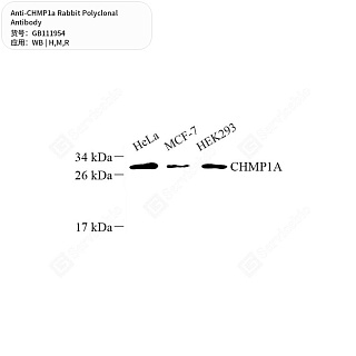 Антитела первичные, поликлональные кролика к CHMP1a крысы, мыши, человека, 50 мкл
