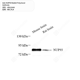 Антитела первичные, поликлональные кролика к NUP93 крысы, мыши, 50 мкл