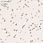 Антитела первичные, поликлональные, TCPTP, 100 мкл