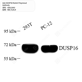 Антитела первичные, поликлональные кролика к DUSP16 крысы, мыши, человека, 50 мкл