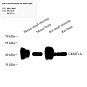 Антитела первичные, поликлональные, Creatine kinase MT, 100 мкл