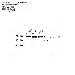 Антитела первичные, поликлональные кролика к Nucleoporin p62/NUP62 крысы, мыши, человека, 50 мкл