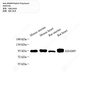 Антитела первичные, поликлональные кролика к ADAM9 крысы, мыши, 50 мкл