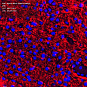 Антитела первичные, поликлональные, Myelin Basic Protein, 100 мкл