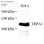 Антитела первичные, поликлональные, TRPA1/TSA, 100 мкл