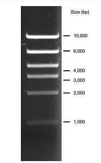 Маркеры молекулярной массы ДНК, 1000-10000 п.о., High DNA Mass Ladder (6 фрагментов), 50 реакций