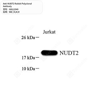 Антитела первичные, поликлональные кролика к NUDT2 крысы, мыши, человека, 50 мкл