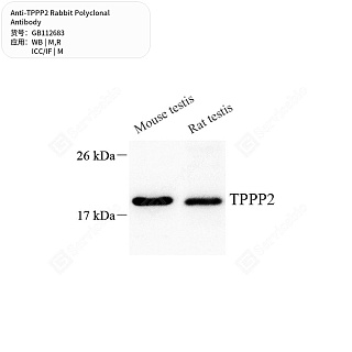 Антитела первичные, поликлональные кролика к TPPP2 крысы, мыши, 50 мкл