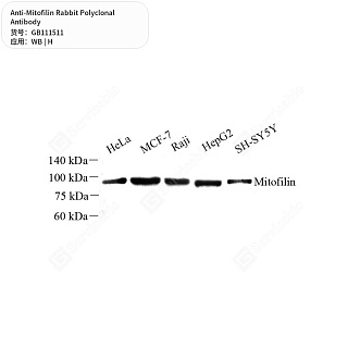 Антитела первичные, поликлональные кролика к Mitofilin человека, 50 мкл