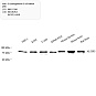 Антитела первичные, поликлональные, 5 Lipoxygenase/5-LO, 100 мкл