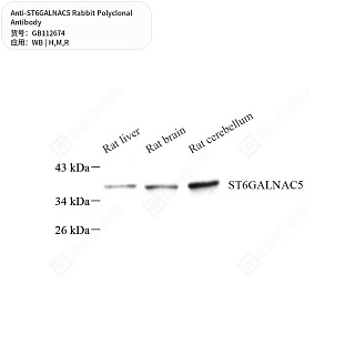Антитела первичные, поликлональные кролика к ST6GALNAC5 крысы, мыши, человека, 50 мкл