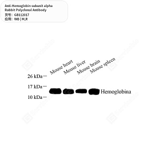 Антитела первичные, поликлональные кролика к Hemoglobin subunit alpha крысы, мыши, 50 мкл
