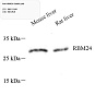 Антитела первичные, поликлональные, RBM24, 100 мкл