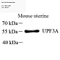 Антитела первичные, поликлональные, UPF3A, 100 мкл