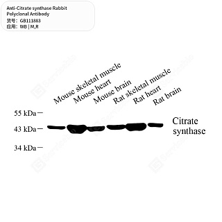 Антитела первичные, поликлональные кролика к Citrate synthase крысы, мыши, 50 мкл