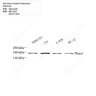 Антитела первичные, поликлональные кролика к Plxnc1 крысы, мыши, 50 мкл