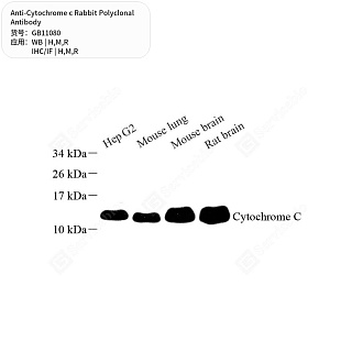 Антитела первичные, поликлональные кролика к Cytochrome c крысы, мыши, человека, 100 мкл