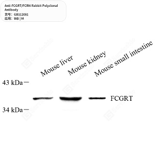 Антитела первичные, поликлональные кролика к FCGRT/FCRN мыши, 50 мкл