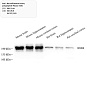 Антитела первичные, моноклональные, Neurofilament heavy polypeptide, 100 мкл