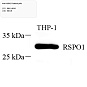 Антитела первичные, поликлональные, RSPO1, 100 мкл
