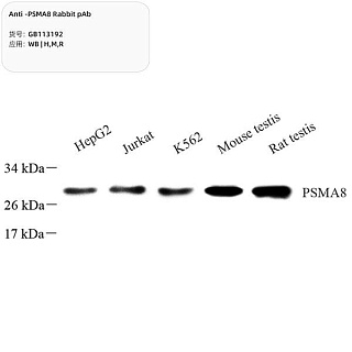 Антитела первичные, поликлональные кролика к PSMA8 крысы, мыши, человека, 100 мкл