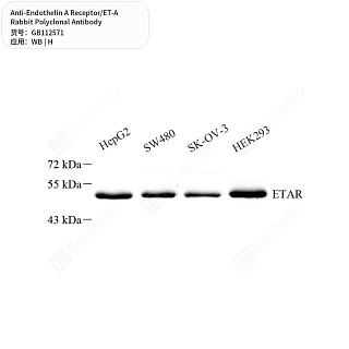 Антитела первичные, поликлональные кролика к Endothelin A Receptor/ET-A человека, 50 мкл