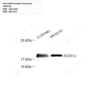 Антитела первичные, поликлональные кролика к NUDT11 мыши, человека, 50 мкл