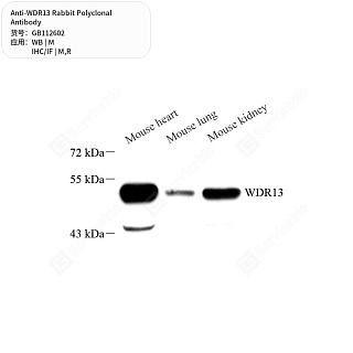 Антитела первичные, поликлональные кролика к WDR13 крысы, мыши, 50 мкл