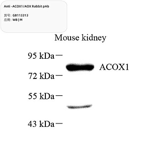 Антитела первичные, поликлональные кролика к ACOX1/AOX мыши, 100 мкл