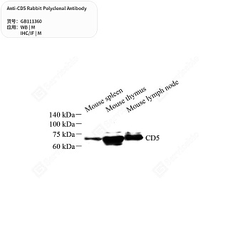 Антитела первичные, поликлональные кролика к CD5 мыши, 50 мкл