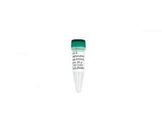 Антитела к 5-гидроксиметилцитозину (5hmC) Anti-5-Hydroxymethylcytosine, большая фасовка, 200 мкг
