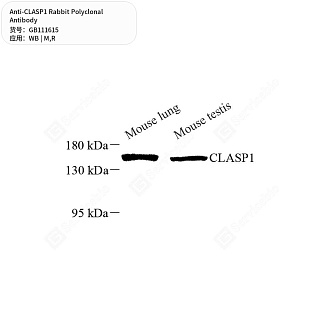 Антитела первичные, поликлональные кролика к CLASP1 крысы, мыши, 50 мкл