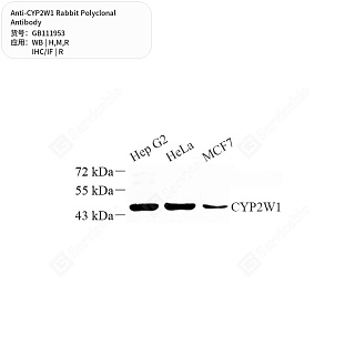 Антитела первичные, поликлональные кролика к CYP2W1 крысы, мыши, человека, 50 мкл