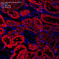 Антитела первичные, поликлональные, Cytochrome P450 4A/CYP4A11, 100 мкл