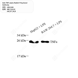 Антитела первичные, поликлональные кролика к TNF-alpha крысы, мыши, человека, 50 мкл