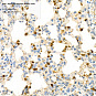Антитела первичные, моноклональные, Myeloperoxidase, 100 мкл