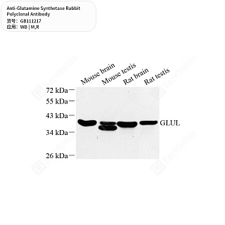 Антитела первичные, поликлональные кролика к Glutamine Synthetase крысы, мыши, 50 мкл