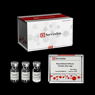 Белок рекомбинантный мыши IL-1 beta Protein (His-tag), 100 мкг