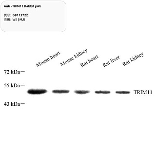 Антитела первичные, поликлональные кролика к TRIM11 крысы, мыши, 100 мкл