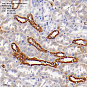 Антитела первичные, поликлональные, Acyl-CoA Thioesterase 9, 100 мкл