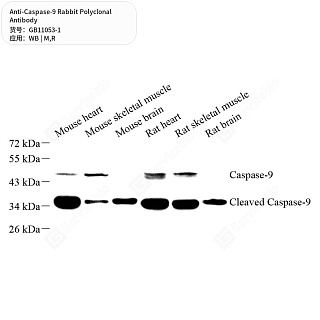 Антитела первичные, поликлональные кролика к Caspase-9 крысы, мыши, 50 мкл